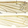 Dicranomyia (Glochina) mediterranea : wing