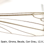 Dicranomyia (Glochina) mediterranea : wing
