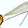 Dicranomyia (Idiopyga) megacauda : habitus - male Dicranomyia (Idiopyga) megacauda : habitus - male