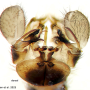 Dicranomyia (Idiopyga) megacauda : hypopygium Dicranomyia (Idiopyga) megacauda : hypopygium