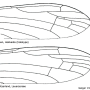 Dicranomyia (Idiopyga) megacauda : wing