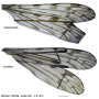Dicranomyia (Dicranomyia) melanantha : wing