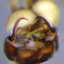 Dicranomyia (Idiopyga) melleicauda stenoptera: hypopygium