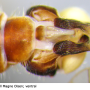 Dicranomyia (Idiopyga) melleicauda stenoptera: hypopygium