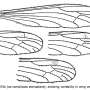Dicranomyia (Idiopyga) melleicauda stenoptera: wing