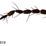 Dicranomyia (Dicranomyia) mesosternatoides : body part(s) - antenna