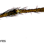 Dicranomyia (Dicranomyia) mesosternatoides : body part(s) - leg