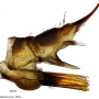 Dicranomyia (Dicranomyia) mesosternatoides : ovipositor
