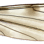 Dicranomyia (Dicranomyia) mesosternatoides : wing