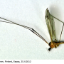 Dicranomyia (Dicranomyia) mitis : habitus - male