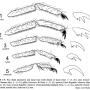 Dicranomyia (Dicranomyia) mitis : body part(s) - claw