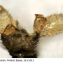 Dicranomyia (Dicranomyia) mitis : hypopygium