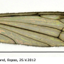 Dicranomyia (Dicranomyia) mitis : wing