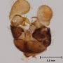 Dicranomyia (Dicranomyia) moniliformis : hypopygium