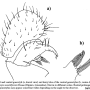 Dicranomyia (Dicranomyia) moniliformis : hypopygium