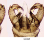 Dicranomyia (Melanolimonia) morio : hypopygium