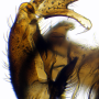 Dicranomyia (Melanolimonia) morio : hypopygium
