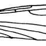Dicranomyia (Melanolimonia) morio : wing