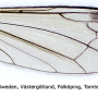 Dicranomyia (Melanolimonia) morio : wing
