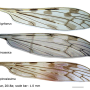Dicranomyia (Dicranomyia) nigritorus : wing