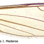 Dicranomyia (Dicranomyia) omissa : wing