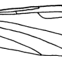 Dicranomyia (Dicranomyia) omissinervis : wing