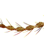 Dicranomyia (Melanolimonia) parvincisa : body part(s) - antenna Dicranomyia (Melanolimonia) parvincisa : body part(s) - antenna