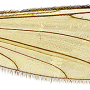 Dicranomyia (Melanolimonia) parvincisa : wing Dicranomyia (Melanolimonia) parvincisa : wing