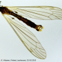 Dicranomyia (Dicranomyia) patens : habitus - male
