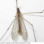 Dicranomyia (Dicranomyia) patens : habitus - male