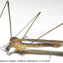 Dicranomyia (Dicranomyia) patens : habitus - male
