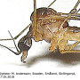 Dicranomyia (Dicranomyia) patens : body part(s) - head and thorax