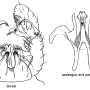 Dicranomyia (Dicranomyia) patens : hypopygium
