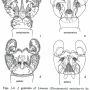 Dicranomyia (Dicranomyia) patens : hypopygium