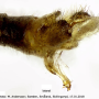 Dicranomyia (Dicranomyia) patens : hypopygium