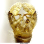 Dicranomyia (Dicranomyia) patens : hypopygium