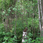 Dicranomyia (Dicranomyia) patens : habitat