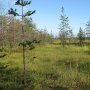 Dicranomyia (Dicranomyia) patens : habitat