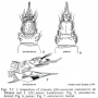 Dicranomyia (Dicranomyia) patens : ovipositor
