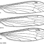 Dicranomyia (Dicranomyia) patens : wing