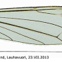 Dicranomyia (Dicranomyia) patens : wing