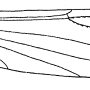 Dicranomyia (Dicranomyia) pontica : wing
