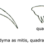 Dicranomyia (Dicranomyia) quadra : body part(s) - claw
