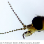 Dicranomyia (Dicranomyia) quadra : body part(s) - head and antenna