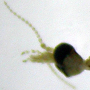 Dicranomyia (Dicranomyia) radegasti : body part(s) - head and antenna