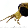 Dicranomyia (Dicranomyia) radegasti : body part(s) - head and antenna
