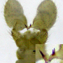 Dicranomyia (Dicranomyia) radegasti : hypopygium