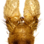 Dicranomyia (Dicranomyia) radegasti : hypopygium