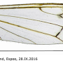 Dicranomyia (Dicranomyia) radegasti : wing
