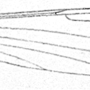 Dicranomyia (Euglochina) saltens : wing
